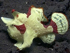 Picture of Saltwater Angler fish & Frogfish