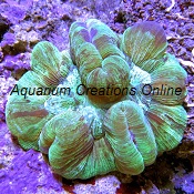 Picture of Australian Welsophyllia Folded Brain Corals