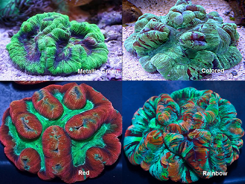Picture of Folded Brain Coral, Welsophyllia radiata