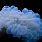 Picture of Aquacultured White Bubble Coral