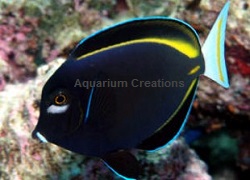 Picture of White Cheek Tang, Acanthurus nigricans