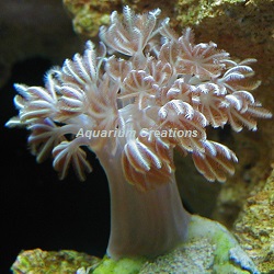 Picture of Silver Pumping Xenia, Aquacultured