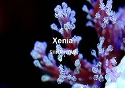 Xenia Corals