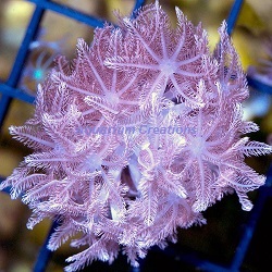 Picture of Red Sea Pom Pom Xenia, Aquacultured Coral