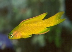 Picture of Yellow Assessor Basslet