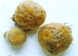 Picture of Yellow Ball Sponge