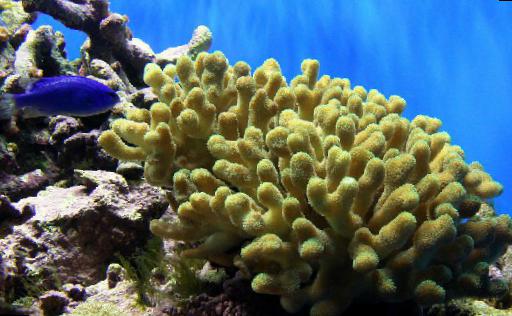 Picture of Bright Yellow Porites, Aquacultured by ACOL
