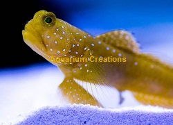 Picture of Yellow Prawn Goby
