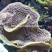 Picture of Aquacultured Purple-Lilac Tint Yellow Scroll Coral