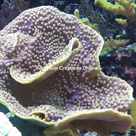 Picture of Aquacultured Purple-Lilac Tint Yellow Scroll Coral, Turbinaria reniformis