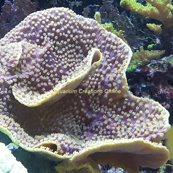 Yellow Scroll Coral, turbinaria reniformis, has a yellow base and bright yellow polyps.