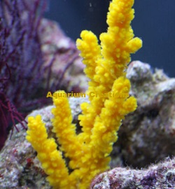Picture of Yellow Tree Sponge