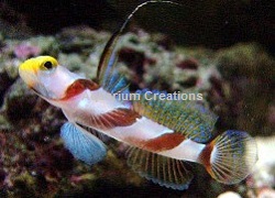 Picture of Hi-Fin Red Banded Goby