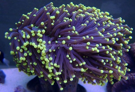 Picture of Yellow Tip Torch Coral, Australia