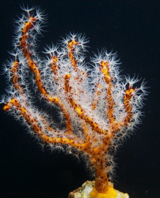 Picture of Yellow Tree Gorgonian