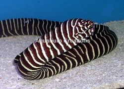 Picture of a Zebra Moray Eel