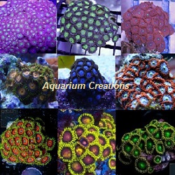 Picture of Zoanthid / Palythoa Full Colonies Package