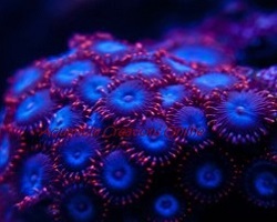 Picture of Aquacultured Spiderman Zoanthids