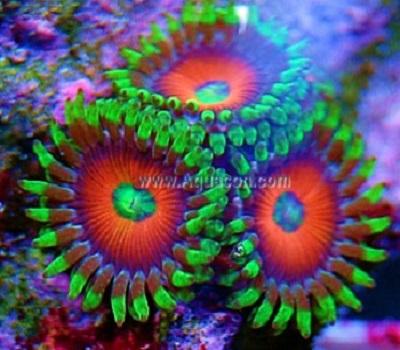 Picture of Eye of Jupiter Zoanthid