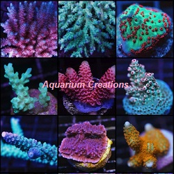 Picture of ORA Captive Grown Acropora Package