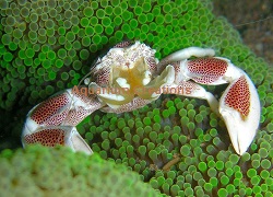 Picture of Porcelain Anemone Crab