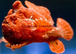 Picture of Red Angler fish
