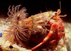 Picture of Anemone Carrying Hermit Crab