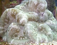 Picture of Assorted Saddle Carpet Anemone