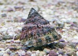 Picture of Astrea Snails