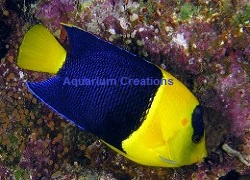 Picture of Bicolor Angelfish