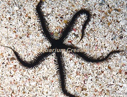 Picture of Black Brittle Starfish