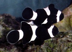 Picture of Black Percula Clownfish Pair