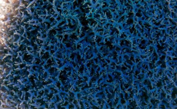 Picture of Aquacultured Blue Hypnea Algae, Hypnea pannosa
