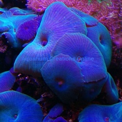 Picture of Blue Mushroom Coral, Actinodiscus Sp.