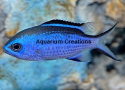 Picture of Blue Reef Chromis