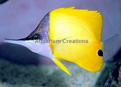 Picture of Yellow Longnose Butterflyfish, Forcipiger flavissimus