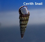 Picture of Cerith Snail