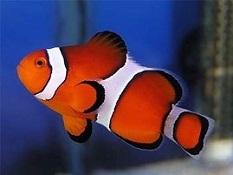 Picture of Aquarium Clownfish