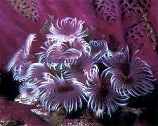 Picture of Purple Cluster Feather Dusters