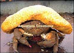 Picture of Sponge Crab