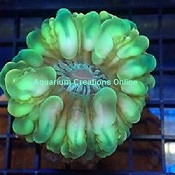 Picture of Green Cynarina Button Coral, Cynarina lacrymalis