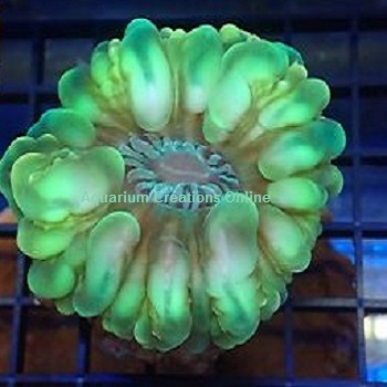 Picture of Neon Green Cynarina Coral, Cynarina lacrymalis from Australia