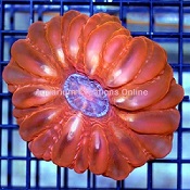 Picture of Red/Pink Cynarina Button Coral, Cynarina lacrymalis