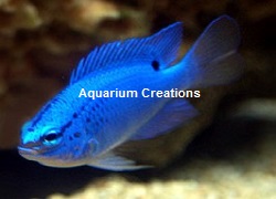 Picture of Electric Blue Damselfish