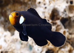 Picture of Domino Clownfish