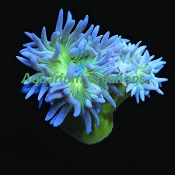 Picture of XLarge Green Polyp Duncan Coral, Aquacultured Duncanopsammia axifuga