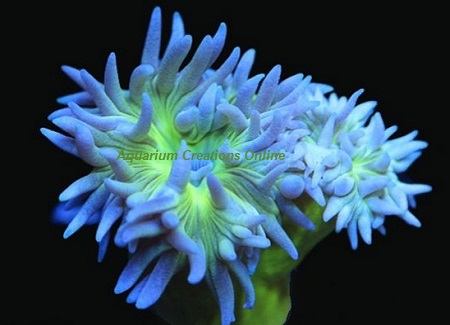 Picture of Captive-grown Extra Large Green Duncan Coral