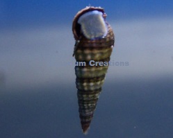 Picture of Large Cerith Snails