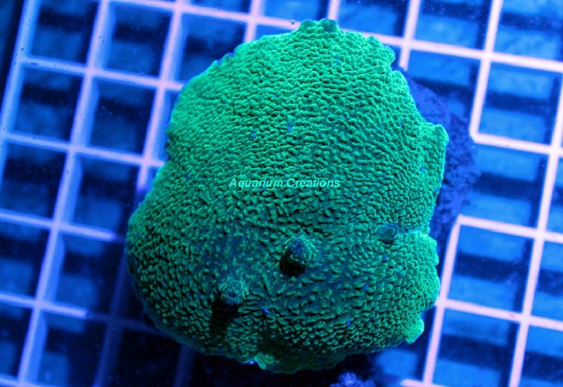 Picture of Elephant Ear Mushroom Coral