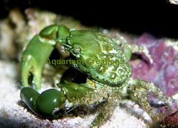 Reef-safe Algae Eater, Green Emerald Crab
